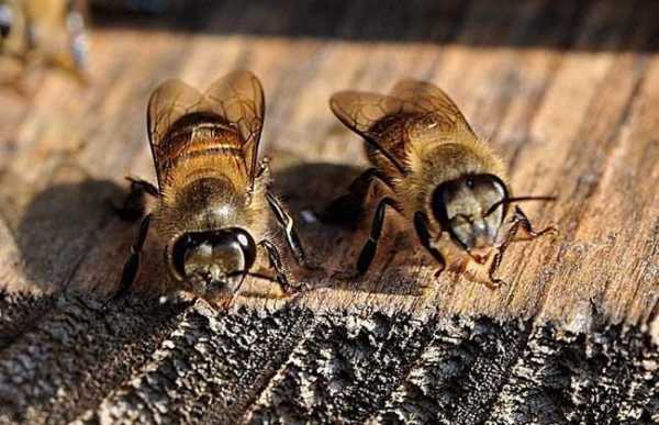 蜜蜂王与普通蜜蜂有什么不同
