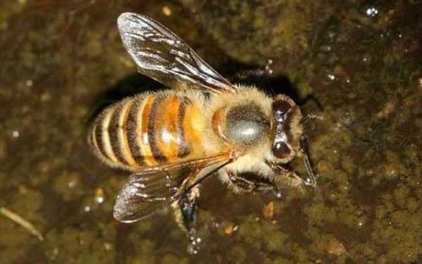 蜜蜂王与普通蜜蜂有什么不同