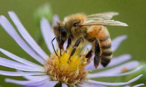 蜜后每年生多少蜜蜂,蜜蜂一年四季都产蜜吗 