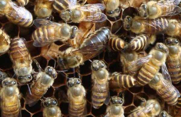 蜜蜂怎么培育蜂王_蜜蜂培育蜂王在几月合适?