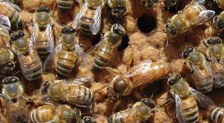 蜜蜂怎么培育蜂王_蜜蜂培育蜂王在几月合适?