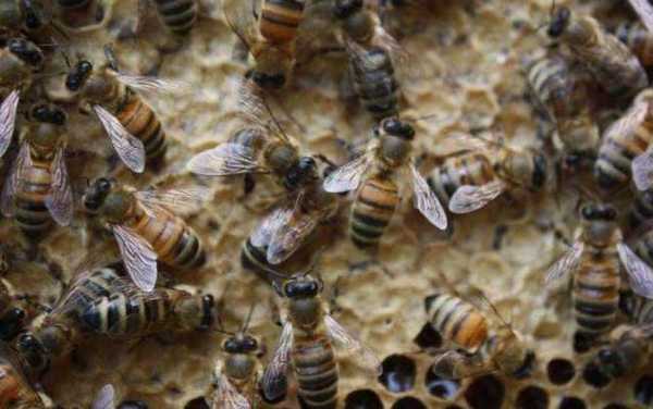  中蜂强群多少只蜜蜂「中蜂强群有多少只蜜蜂」