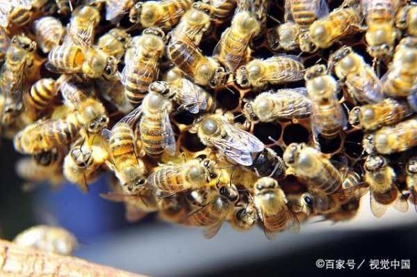 中蜂同场分蜂怎么分蜂的-中蜂同场分蜂怎么分