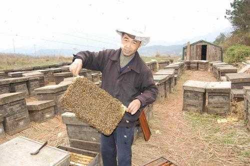 襄阳市有多少养蜂户_襄阳养蜂的地方在那