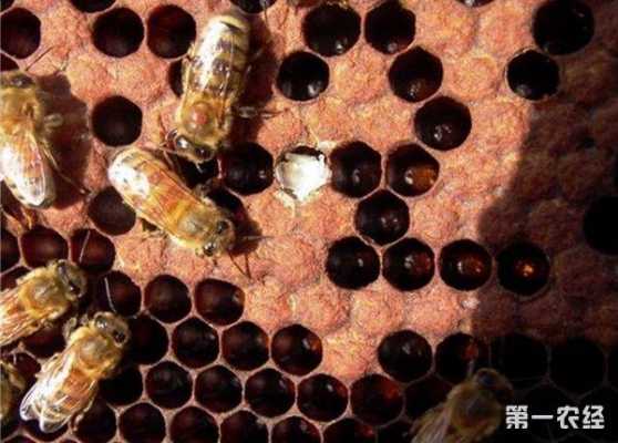 蜜蜂蜂子开口病怎么治疗（蜜蜂进出孔开多大）