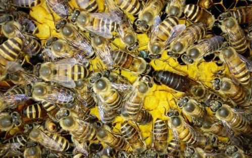 春繁蜜蜂多少度可以繁殖,春季繁蜂温度多少 