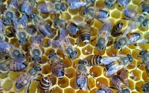 蜜蜂加空脾加在什么位置-蜜蜂空脾怎么加