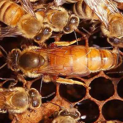 蜜蜂中的蜂王是怎么来的 蜜蜂蜂王怎么来的