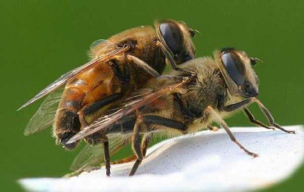 蜜蜂是怎么交配的-蜜蜂是怎么交配的