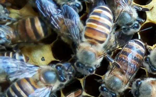 新来的蜜蜂喂糖多少（新蜂怎么喂糖水）