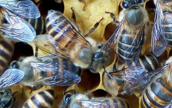 新来的蜜蜂喂糖多少（新蜂怎么喂糖水）