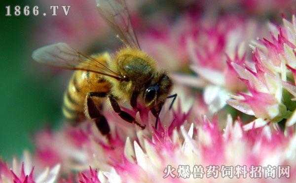 开春蜜蜂死亡怎么办,这个季节蜜蜂开始死了是什么原因 