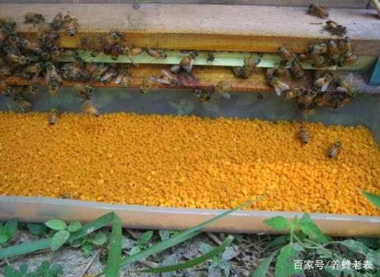 中蜂喂花粉加多少白菌沙,中蜂喂花粉浆行吗 