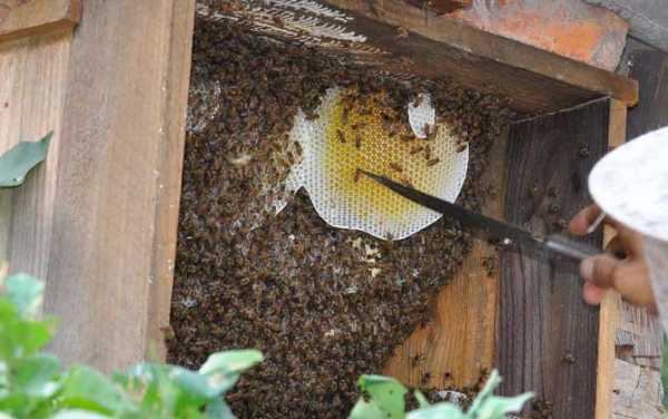 中蜂如何取蜜不伤蜂群-中蜂怎么摇蜜不伤子