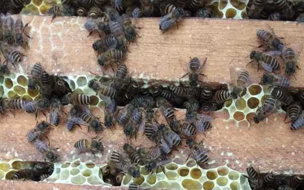 蜂群越冬饲料的饲喂时间和方法 越冬蜂每箱喂多少