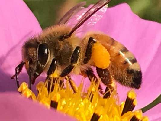 蜜蜂的长像 蜜蜂的形状像什么
