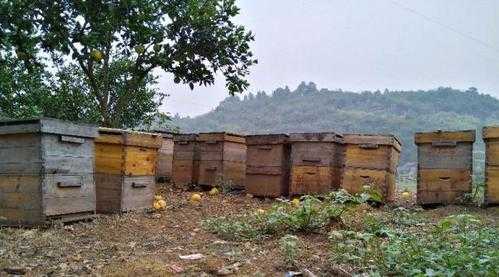蜂箱养蜂有什么好处吗 蜂箱养蜂有什么好处