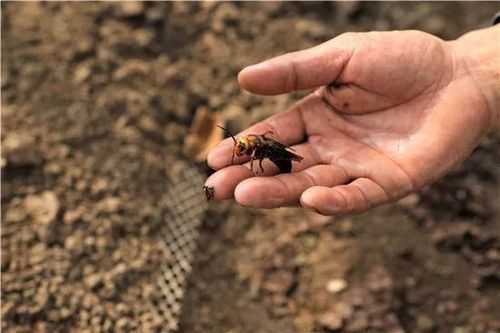 野蜂房人吃多少能中毒,野蜂吃人吗 