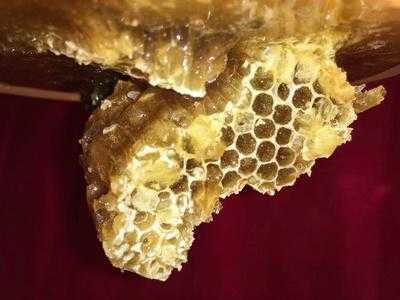 没有蜜的蜂巢怎么吃_蜂巢里面没有蜜