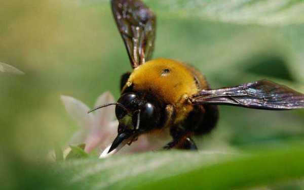 南方有多少种蜜蜂品种