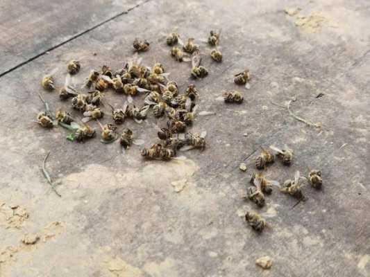 蜜蜂陆续死亡