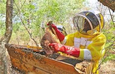 野生蜂蜜卖多少钱一斤的简单介绍