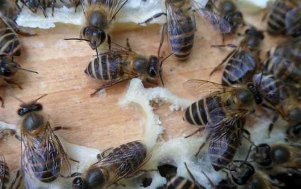 一群蜂一天能产多少蜜水