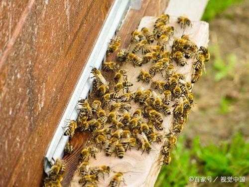 早晨喂蜂蜜水蜂为什么打架,蜜蜂早晚喝有什么好处 
