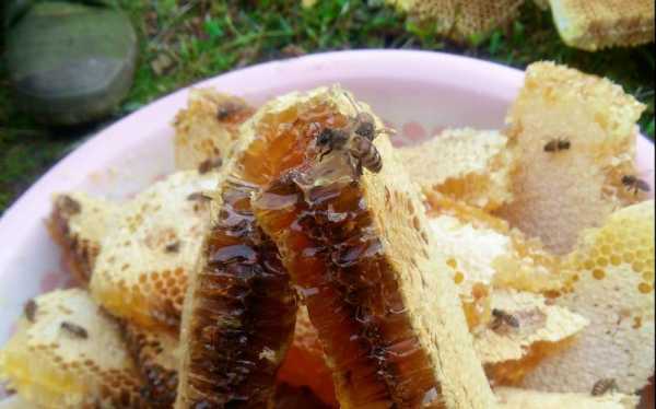 野山蜂取蜜怎么取,野生蜂怎么样取出蜂蜜水 