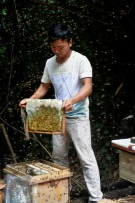 野山蜂取蜜怎么取,野生蜂怎么样取出蜂蜜水 