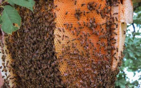 活野蜜蜂多少钱一斤啊-活野蜜蜂多少钱一斤