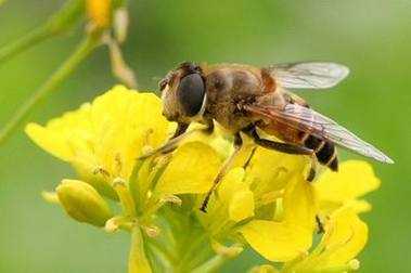 怎么预防蜂子蛰人 怎么预防蜂子
