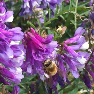 苕子花蜂蜜有什么功效和作用