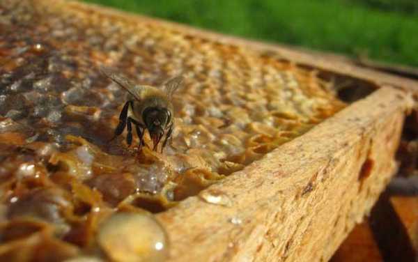  家养蜜蜂什么时候取蜜「家养蜜蜂什么时候取蜜好」