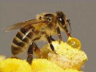  蜜蜂蜂毒对身体有什么坏处「蜜蜂蜂毒对身体有什么坏处吗」