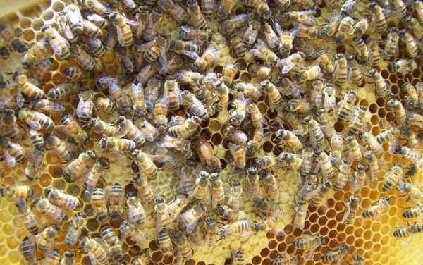 蜜蜂多久分群 多少蜜蜂才能分群