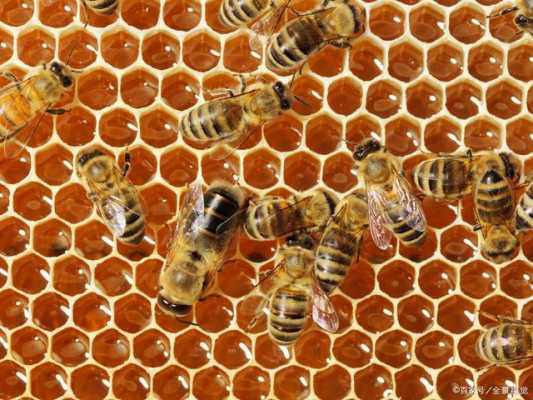 蜜蜂多久分群 多少蜜蜂才能分群