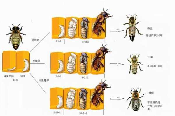 蜜蜂一个月能有多少密,蜜蜂一个月繁出几张幼蜂 