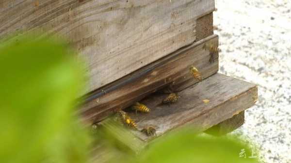 逃蜂一般几月发生 什么月份最肯逃蜂