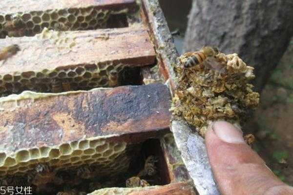蜂箱中取出的蜂胶怎么吃,从蜂箱中取出的蜂胶吃法 
