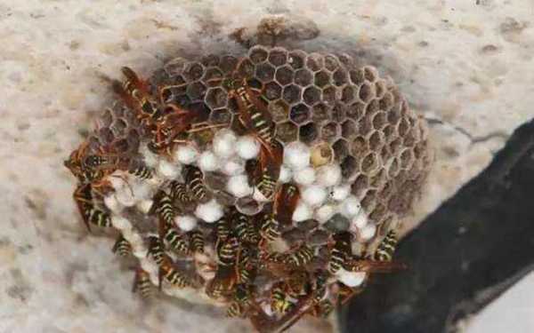 野生蜂巢里有什么（野生蜂巢里什么时候有蜂虫呢）