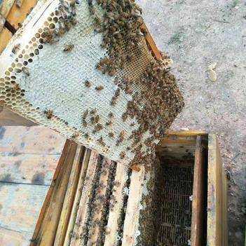一群意蜂一次能取多少蜜_一箱意蜂一天能脱多少粉