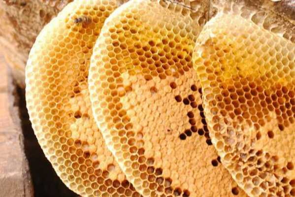 蜜蜂上的蜡怎么来的,蜜蜂蜡是怎么造成的 