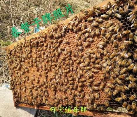蜂上有个王是什么蜂蜜