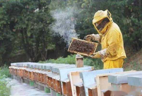 冬季喂蜜蜂最低温度是多少度
