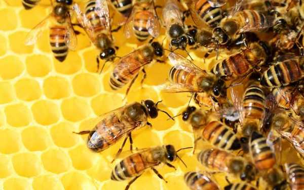 蜂群里有多少雄蜂才正常