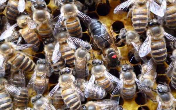 蜂群里有多少雄蜂才正常