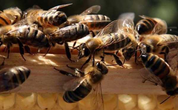 蜜蜂 雄峰-蜜蜂雄峰多是什么原因