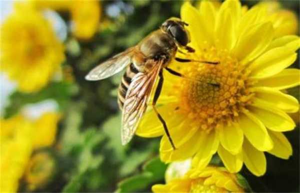 留多少蜜给蜜蜂过冬-留多少蜜给蜜蜂越冬