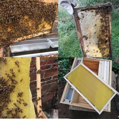 中蜂怎么才能预防分蜂,如何防止中蜂逃跑 